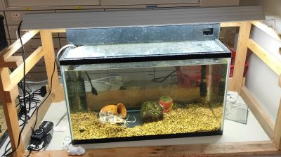 飼育水槽と魚